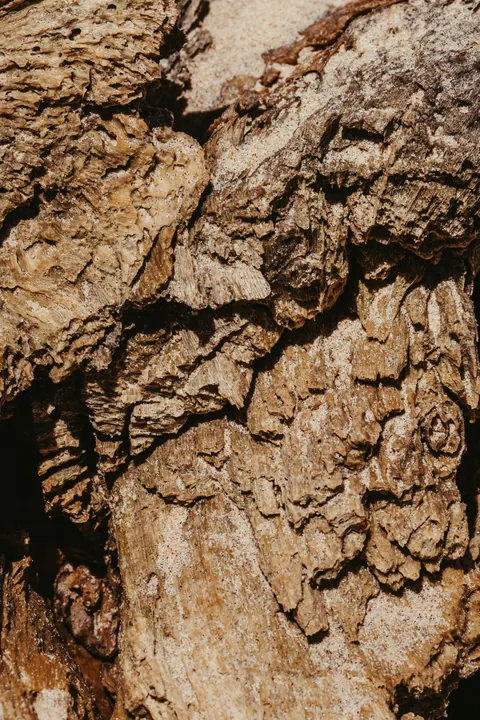 Deep-furrowed tree bark in warm light