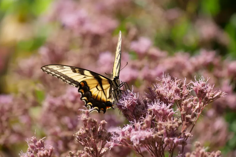 Pale pink and violet blossoms with a swallowtail butterfly