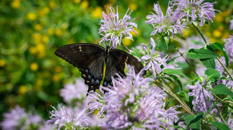 Violet blossoms in soft focus with a swallowtail butterfly